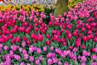 USA, Washington State. Skagit Valley, tulips blooming in garden Art Print